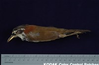 藏品(小彎嘴)的圖片